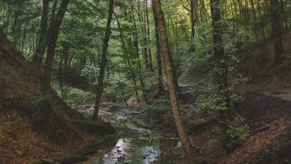 Nature Park Eichenhain: Hagenbachklamm