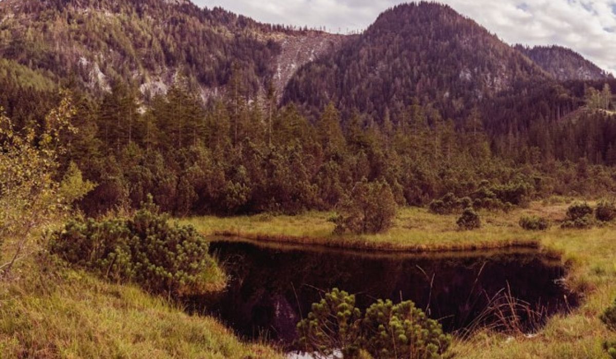 Leckermoos in Göstling
