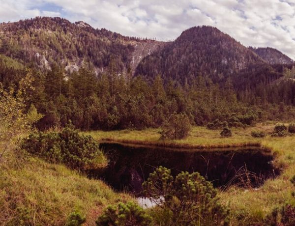 Leckermoos in Göstling