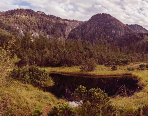 Leckermoos in Göstling