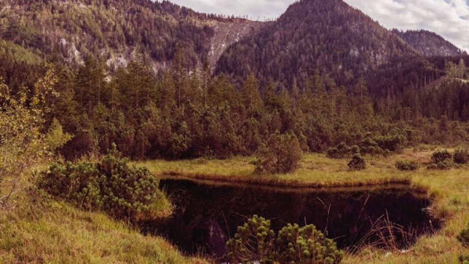 Leckermoos in Göstling