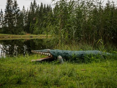 Nature Park Nordwald: Stierhübelteich