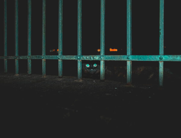 Midsummer Night in Rovinj