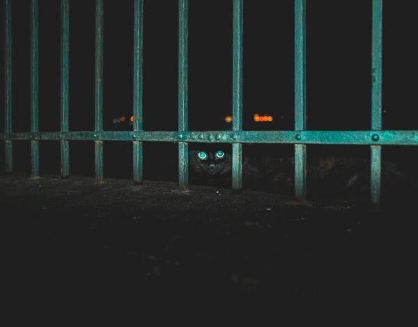 Midsummer Night in Rovinj