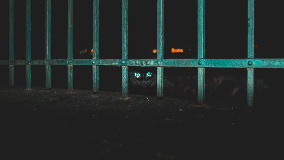 Midsummer Night in Rovinj