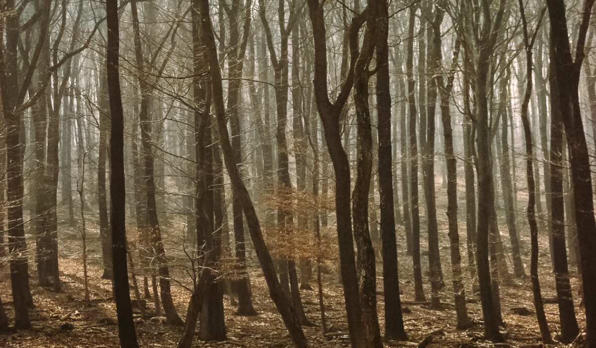 Lainzer Tiergarten
