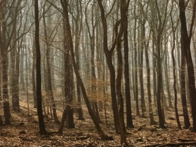 Lainzer Tiergarten