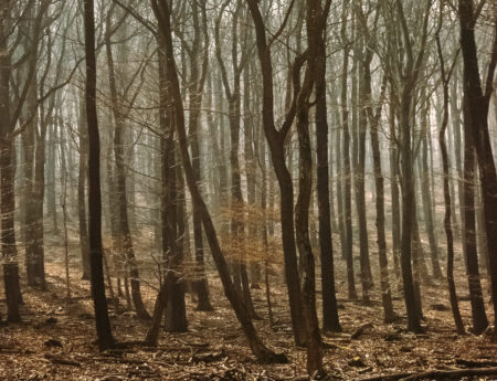 Lainzer Tiergarten