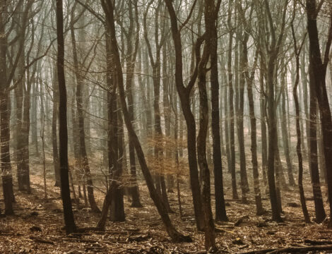 Lainzer Tiergarten
