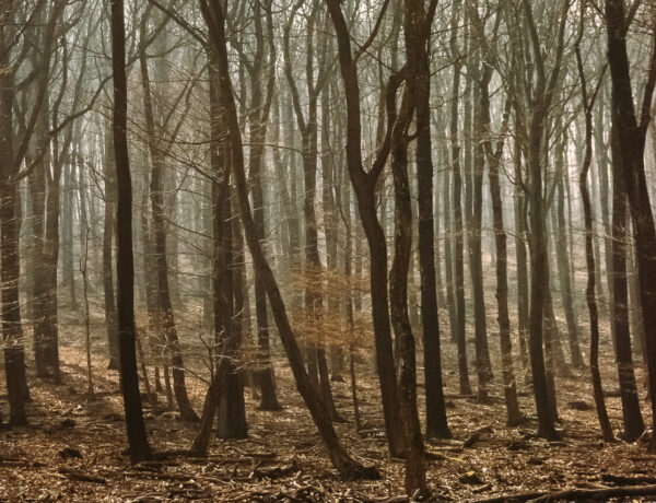 Lainzer Tiergarten