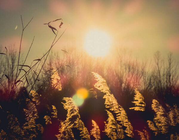 Nationalpark Donau-Auen