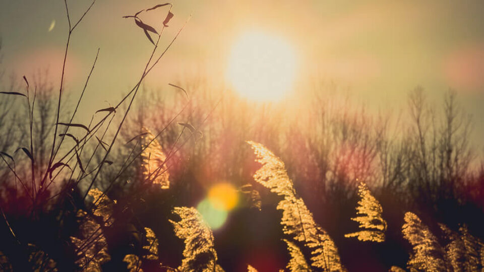 Nationalpark Donau-Auen
