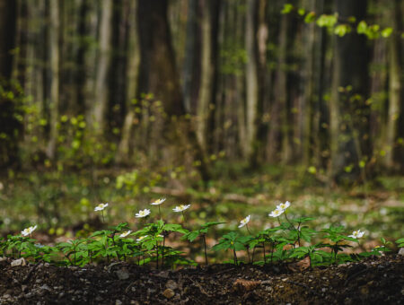 Großer Stiefelberg 497 m