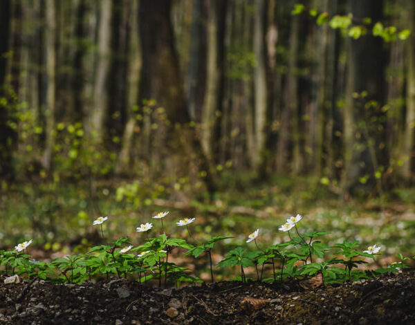 Großer Stiefelberg 497 m