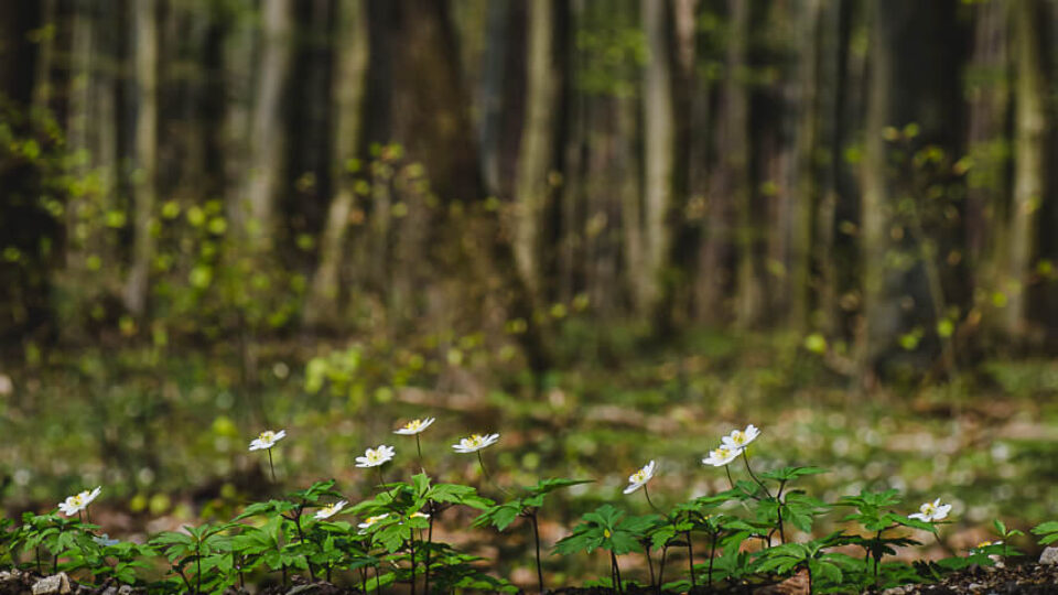 Großer Stiefelberg 497 m