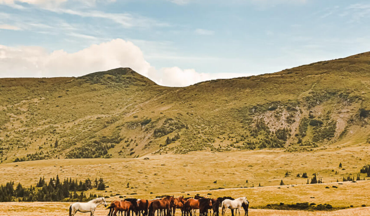 Horses Waterfall – Rodna Mountains National Park
