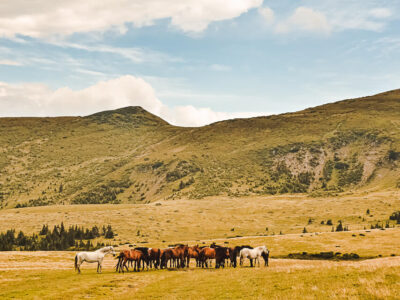 Horses Waterfall – Rodna Mountains National Park