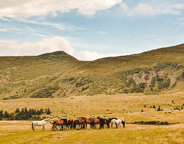Horses Waterfall – Rodna Mountains National Park