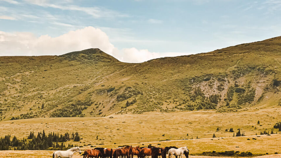 Horses Waterfall – Rodna Mountains National Park