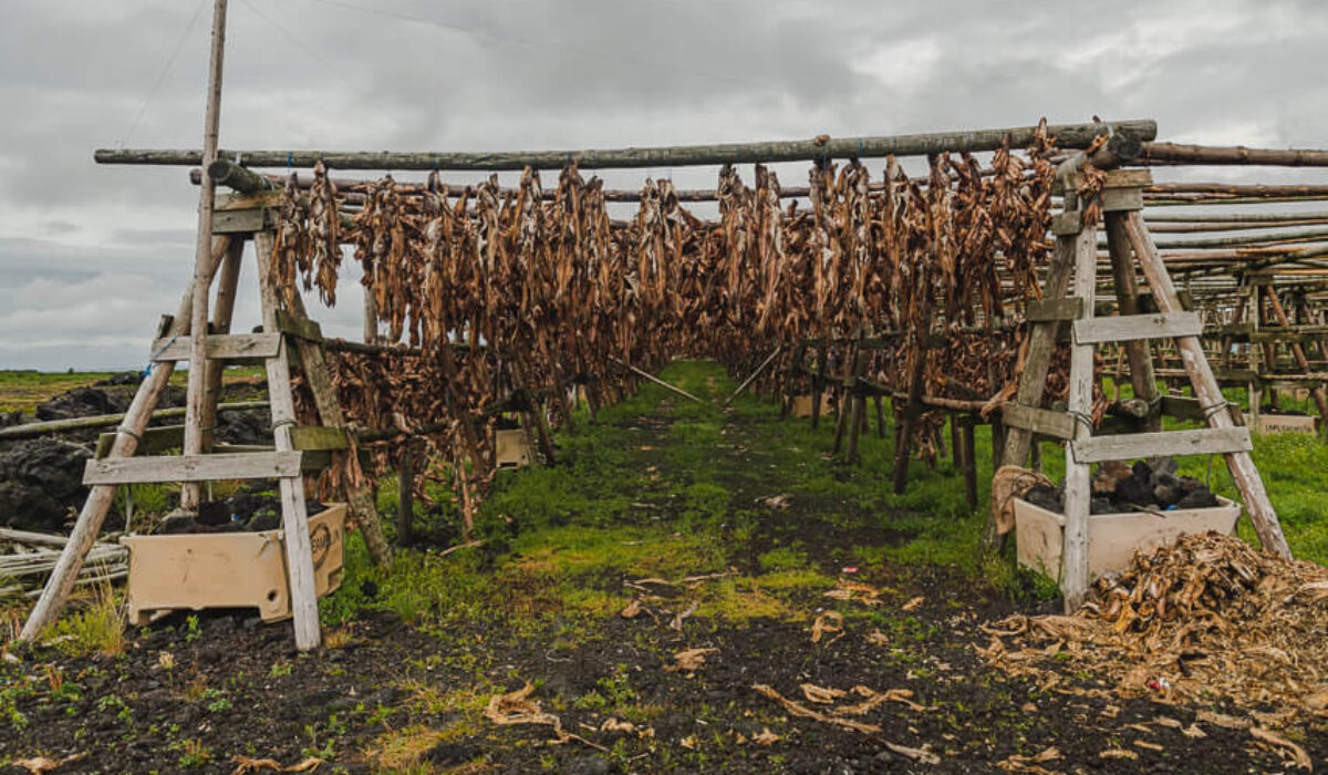 Hardfiskur