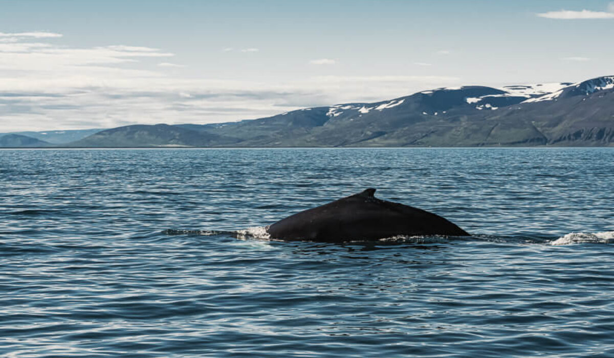 Husavik Whales Watch