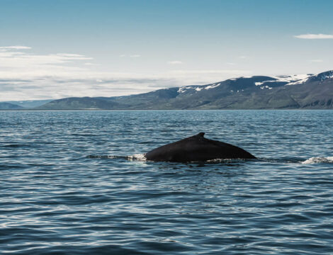 Husavik Whales Watch