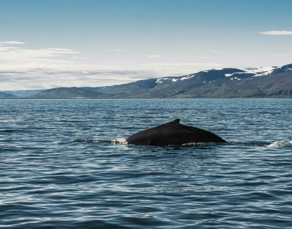 Husavik Whales Watch