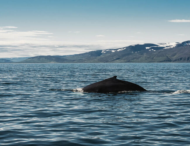 Husavik Whales Watch