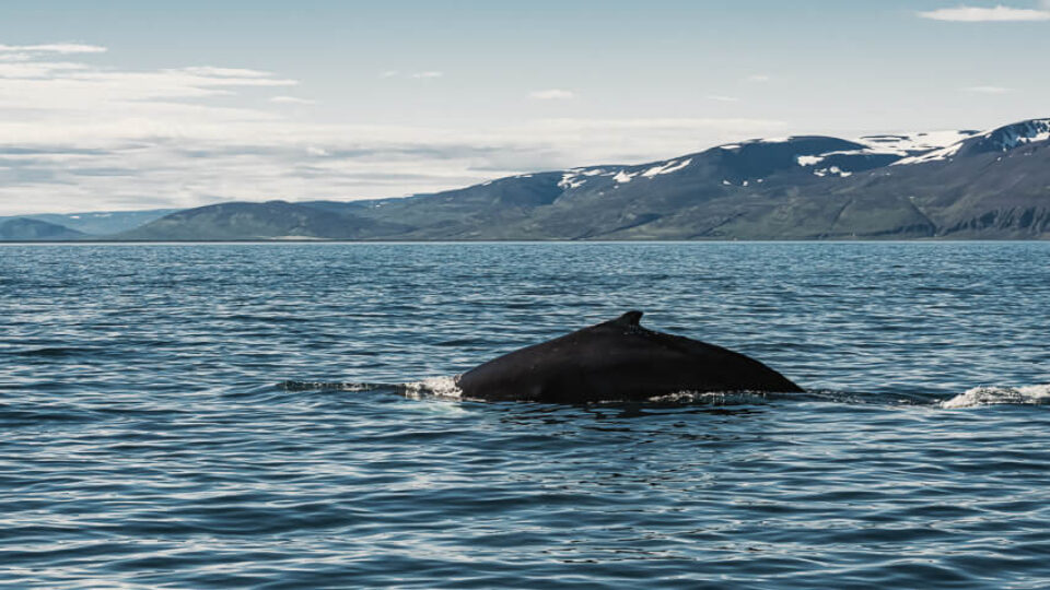 Husavik Whales Watch