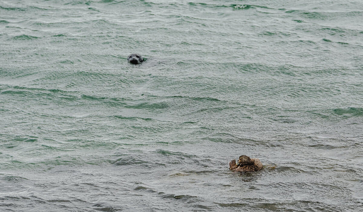 Illugastaðir Seal Watching