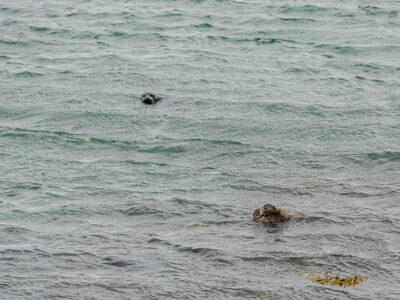 Illugastaðir Seal Watching
