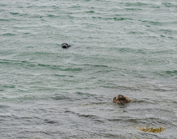 Illugastaðir Seal Watching