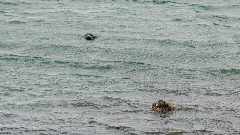 Illugastaðir Seal Watching