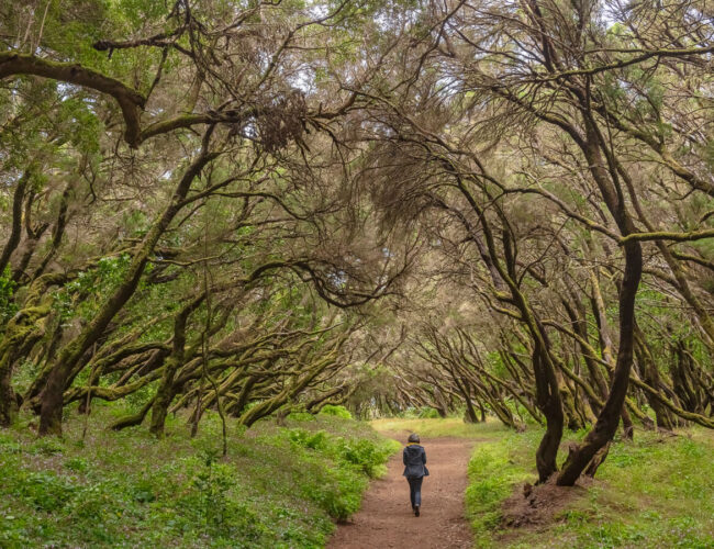 Garajonay National Park