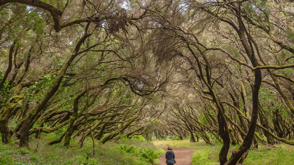 Garajonay National Park