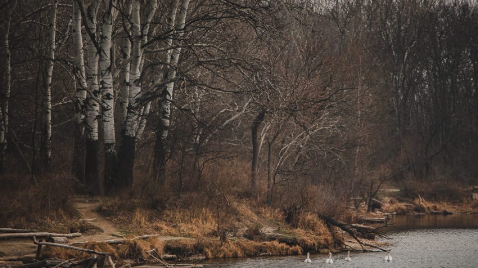 National Park Donau-Auen: Lobau