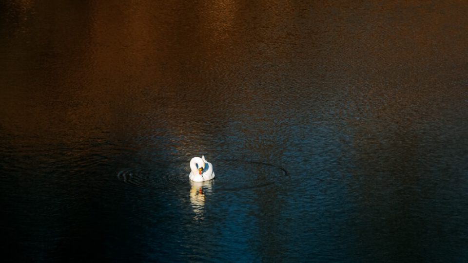 National Park Donau-Auen: Lower Lobau