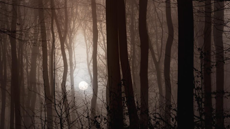 Vienna: Stadtwanderweg 4