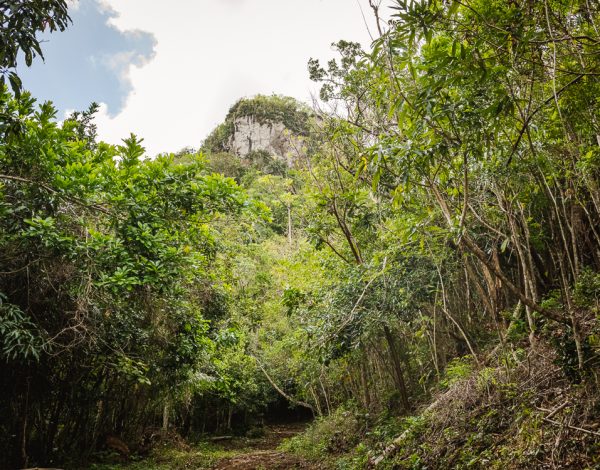 Hike: Sendero Mogote de Soroa 375 m