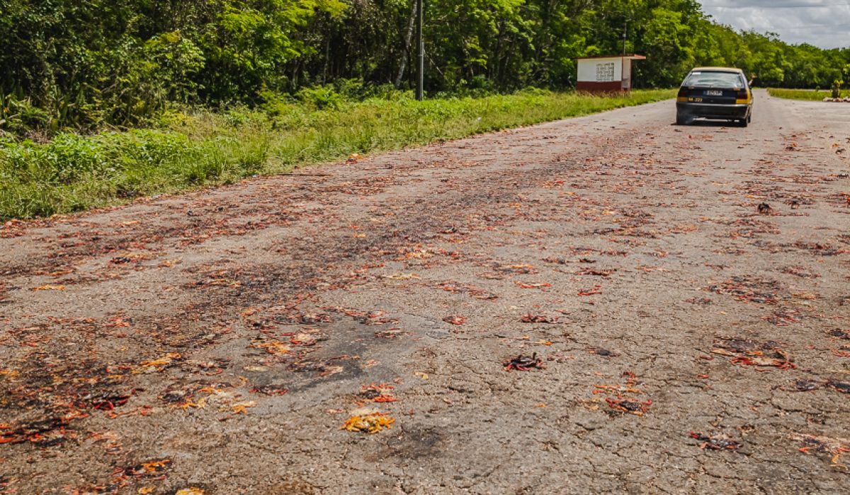 The Road of Crabs