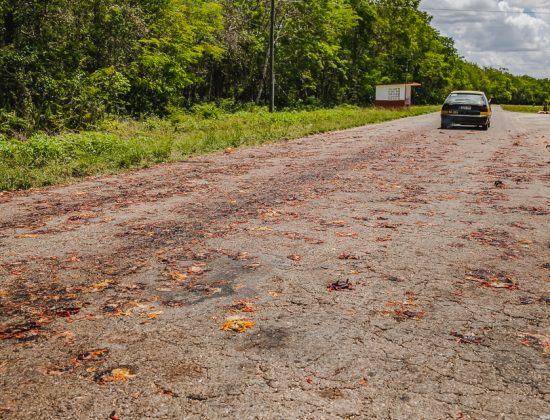 The Road of Crabs