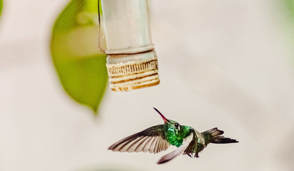 Casa Colibri