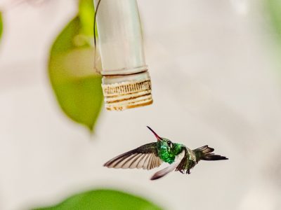 Casa Colibri