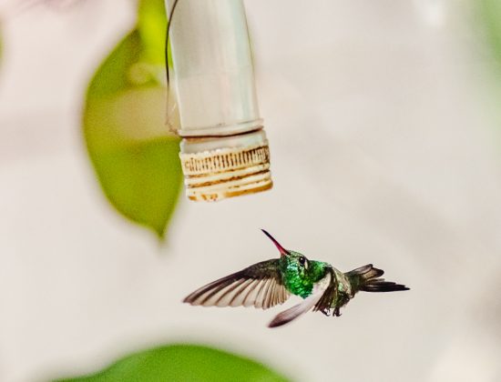 Casa Colibri