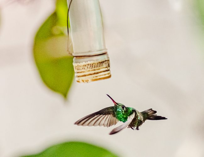 Casa Colibri