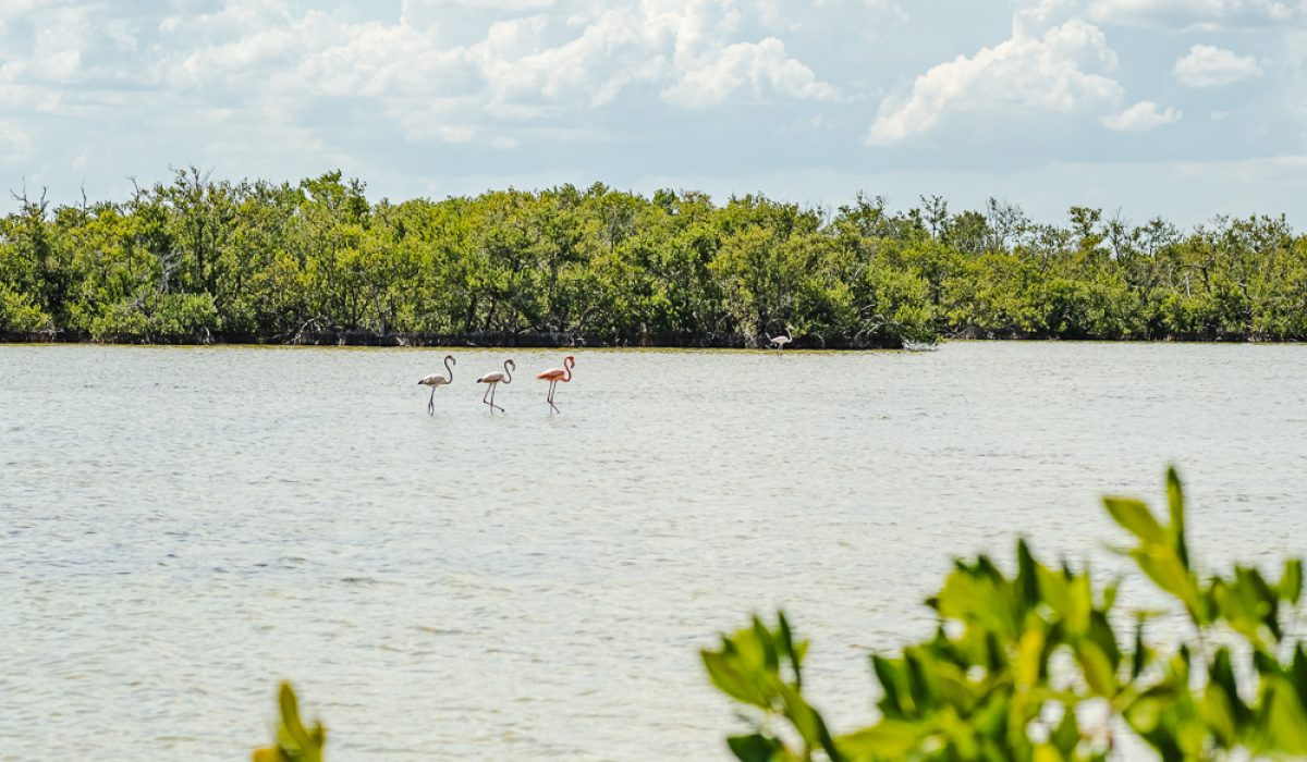 Cienaga de Zapata