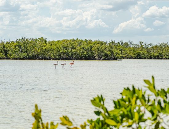 Cienaga de Zapata