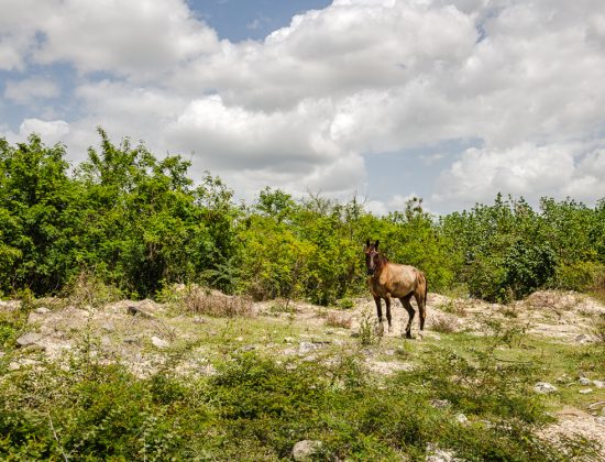 Cienfuegos