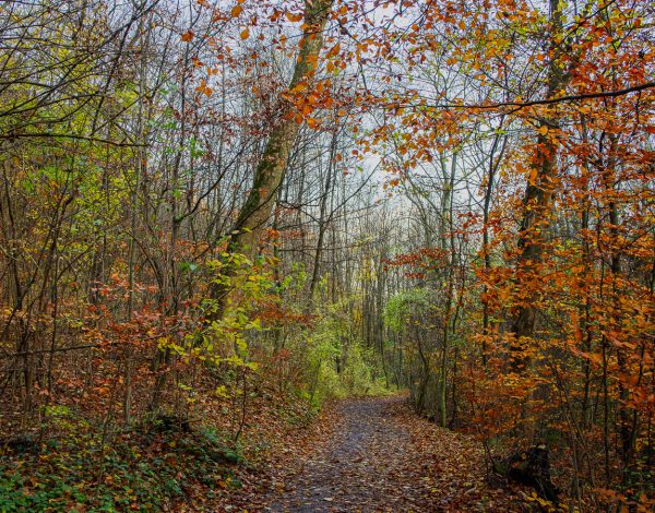 Vienna: Stadtwanderweg 1