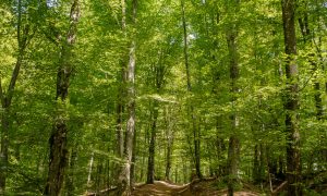 HIKE: Izoiu 1098 m & Grota Urșilor